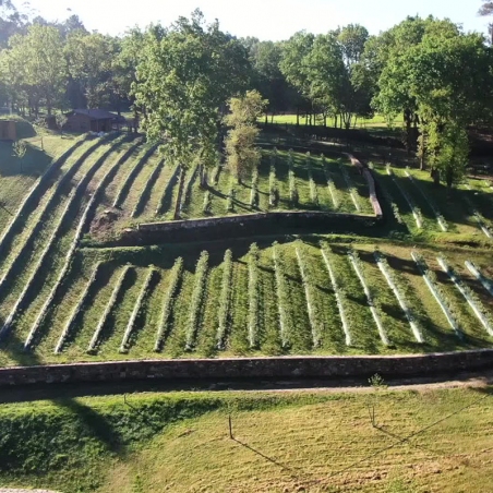 Arándanos frescos  de Finca O Muíño de Cuíña