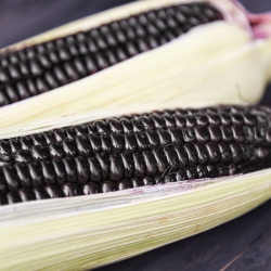 Harina de Millo Corvo