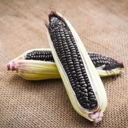 Harina de Millo Corvo