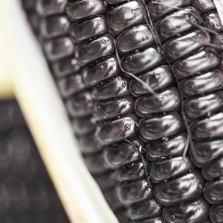 Harina de Millo Corvo