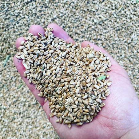 Harina de Trigo 50% LG ACORAZADO Y 50% CALLOBRE