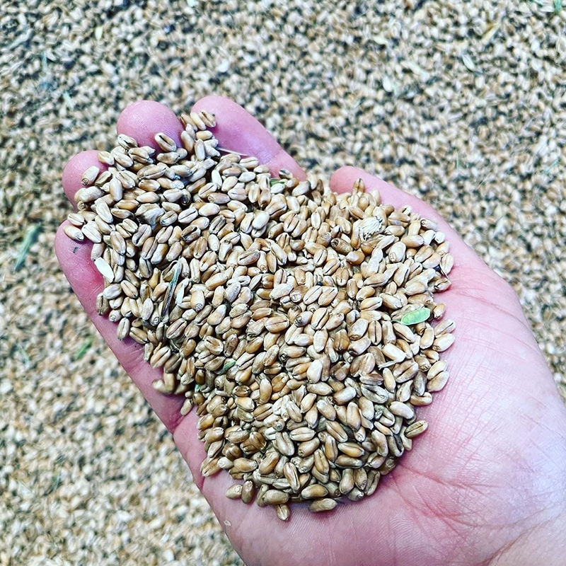 Mezcla de Harinas de Trigo LG Acorazado y Callobre al 50%