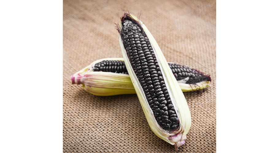 Novedad: Harina de Millo Corvo, el superalimento ancestral rico en antioxidantes